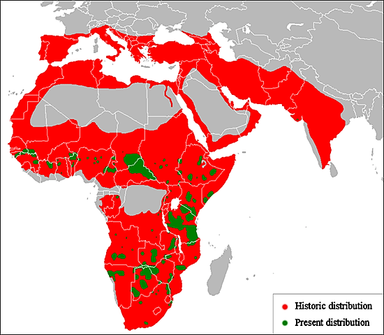 Lion distribution - historic