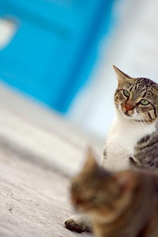 Mykonos cat and Aegean cat