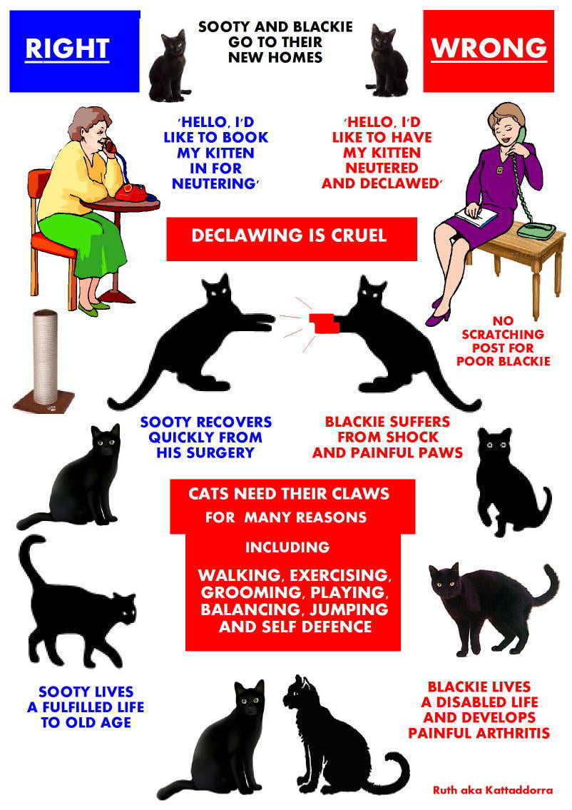 Declawing Cats Is OK