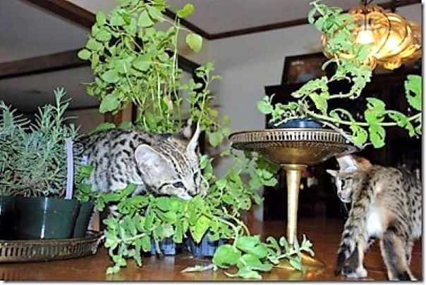 Savannah cat among herbs and enjoying it