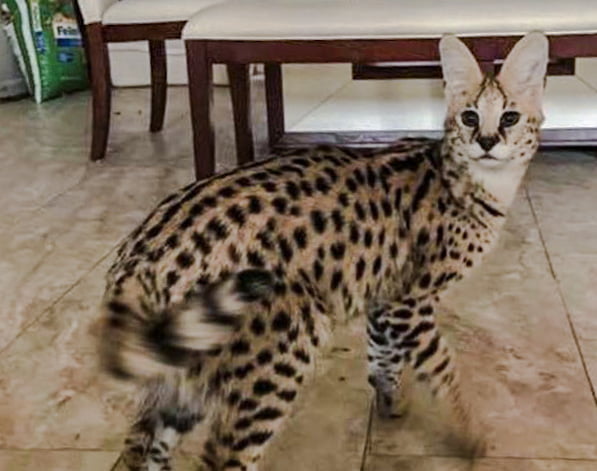 serval cat litter size