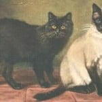 Siamese cat and Manx cat 1903