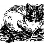 Traditional Siamese Cat Drawing by Louis Wain