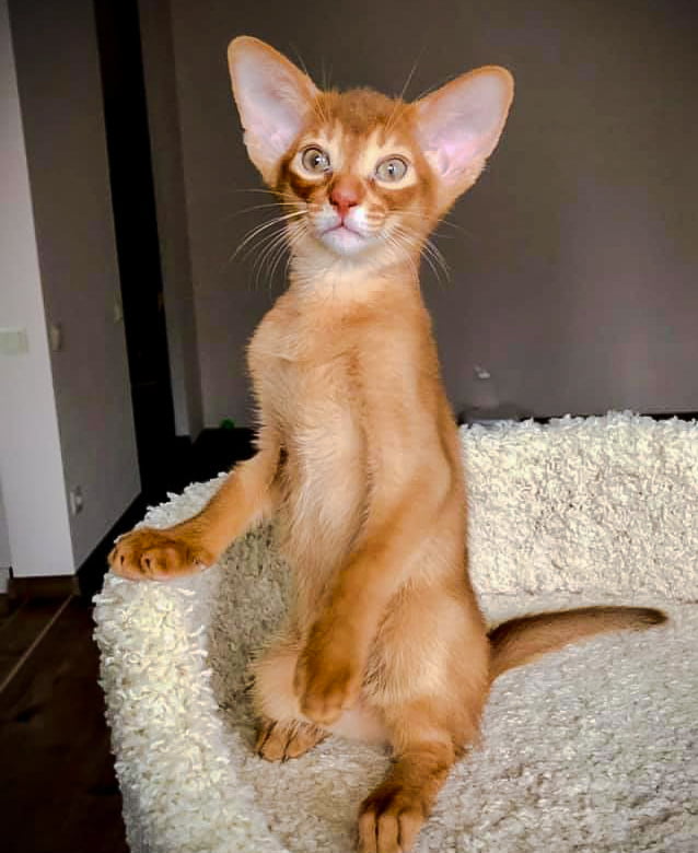 Abyssinian kitten made in Russia