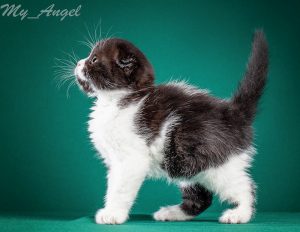 Black and white bicolor Scottish Fold kitten from Russia (Siberia)