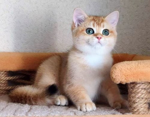 Female British Shorthair kitten bred in Russia by the Diabrimaris Cattery