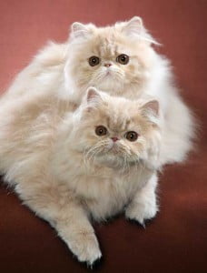 Foxy and Firey: 5-month-old Persian kittens