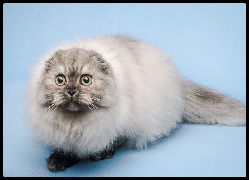 Highland Fold cat breed