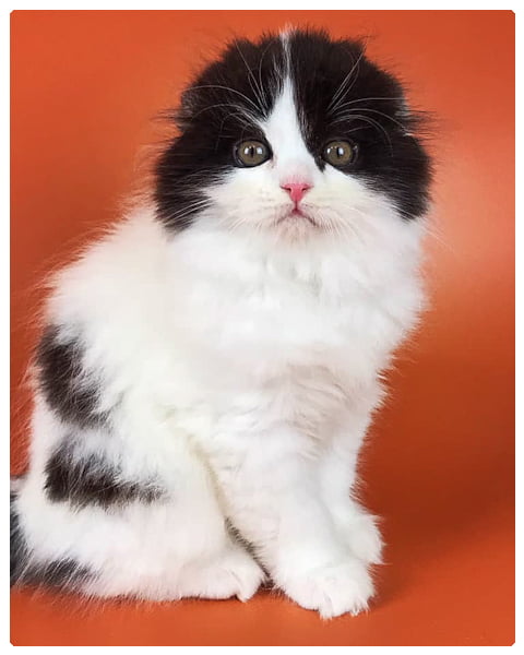 Highland Fold is a longhaired Scottish Fold