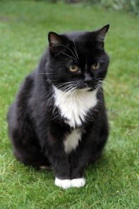 Geriatric Cat Binnie