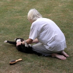 Warm care for a cat with cognitive dysfunction