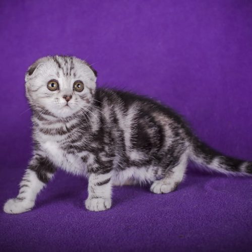 Silver classic tabby Scottish Fold kitten with a WOW appearance