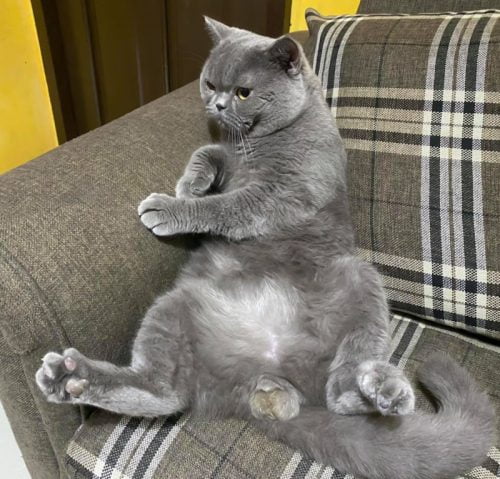 Unsterilised Blue British Shorthair made in the Philippines showing off his attributes