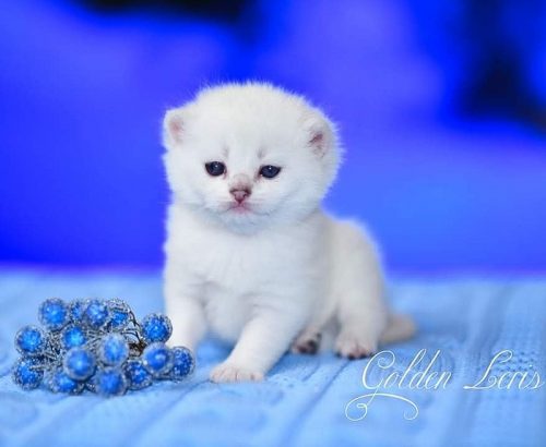 White British Shorthair kitten male from Russia