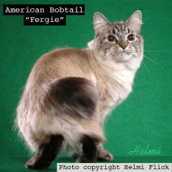 American Bobtail Fergie