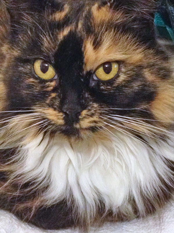 My Beautiful Cat with an Immense Personality – PoC