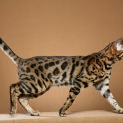 Bengal cat