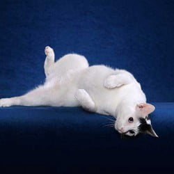 Moggie (alley cat) on his back