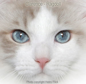 Clarence a Ragdoll cat