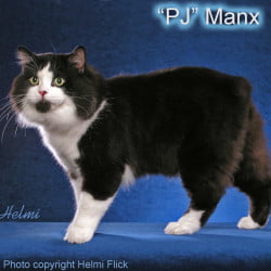 Manx cat black and white cat