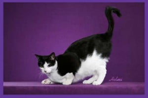 Black and white Moggie