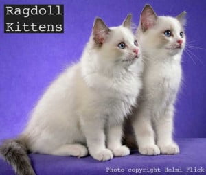 Ragdoll Kittens