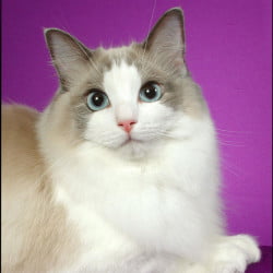 ragdoll cat