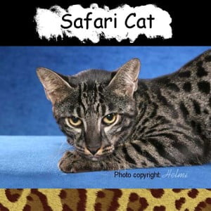 Safari Cat