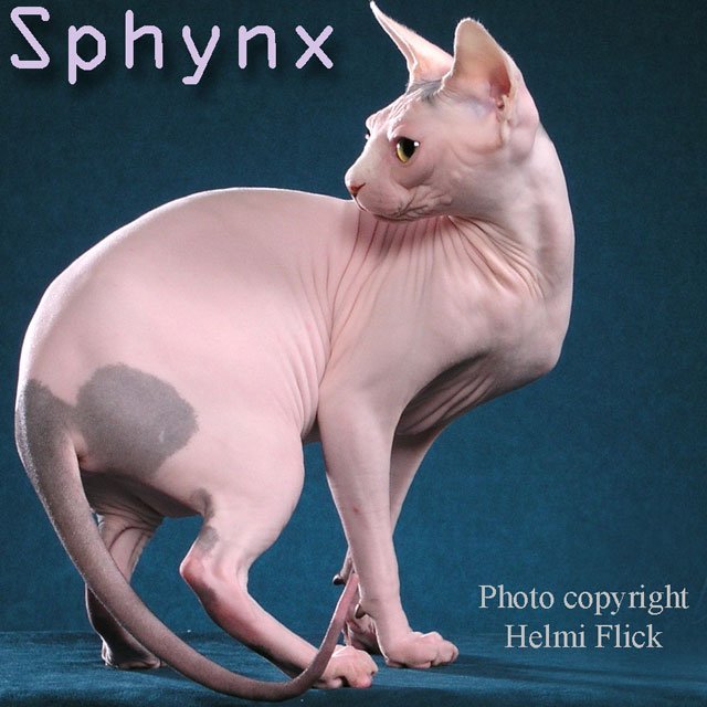 Bicolor Sphynx