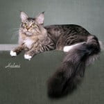 Mama a tabby and white Maine Coon cat