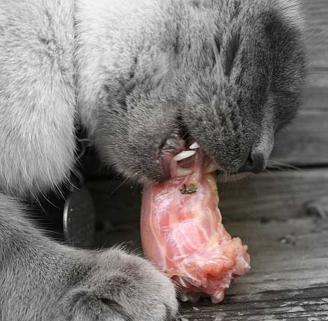 Cat Eating Raw Food
