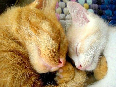 cats sleeping together