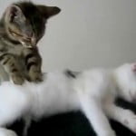 Cat Massage!