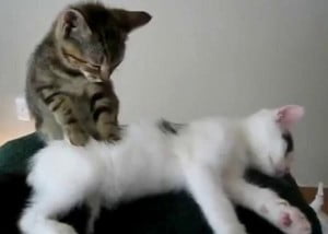 Cat Massage!