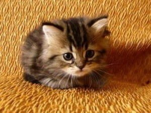 Concerned Kitten