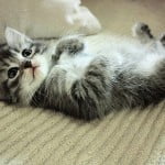 Relaxed Belly Up Kitten