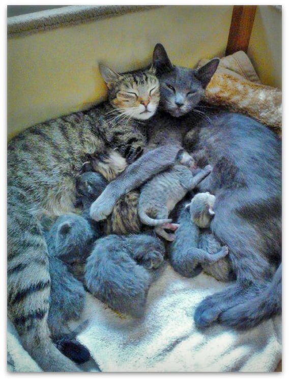 mother and father cat with kittens