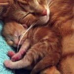Tender mother cat love towards offspring