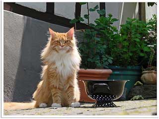Red tabby and white Maine Coon