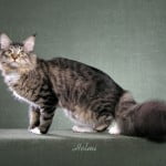 Tabby and White Maine Coon