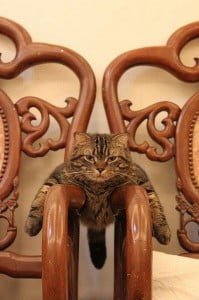 cat lying across two chair arms resting