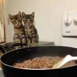 Two Hungry Kittens Waiting For Dinner