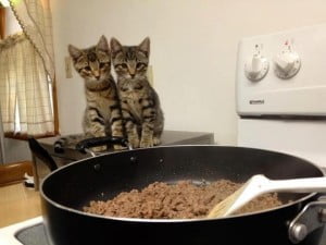 Two Hungry Kittens Waiting For Dinner