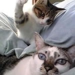 Whap. Wham. Bam. Kittens hits cat.