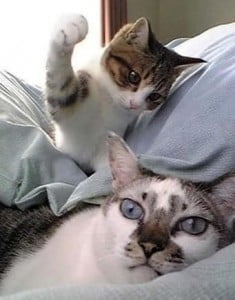 Whap. Wham. Bam. Kittens hits cat.