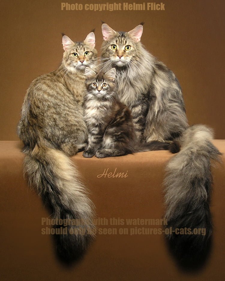 Mother father and offspring Maine Coons brown tabbies