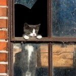 cat at broken window