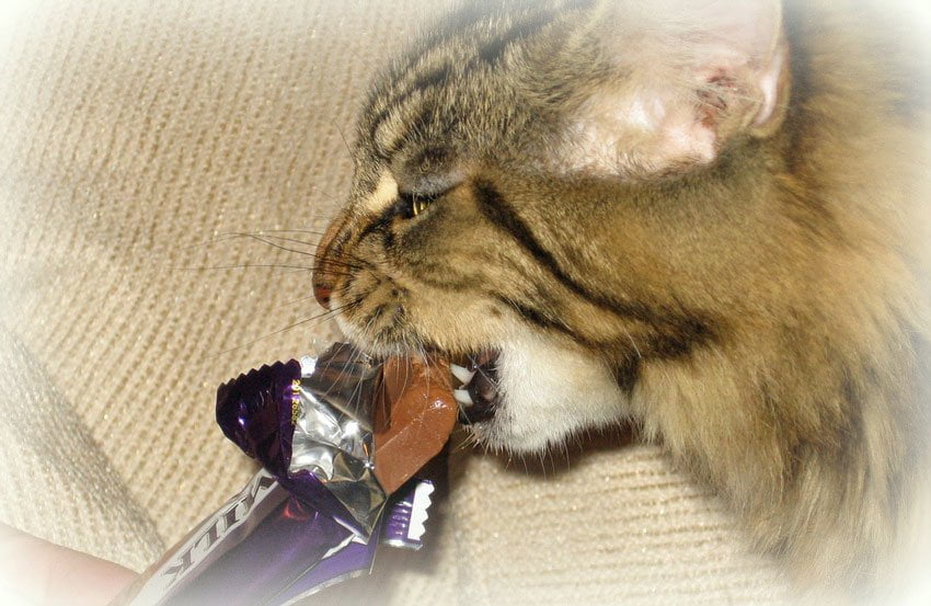 Maine Coon Cat Eating Chocolate