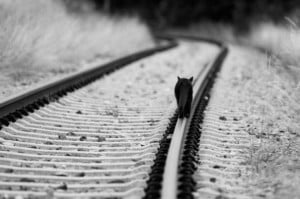 Cat on railtrack