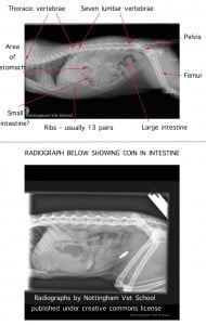 Cat Radiographs (X-Rays)